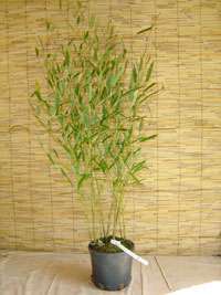 Tonkin-Shop - Phyllostachys heteroclada - Phyllostachys heteroclada - Wasserbambus