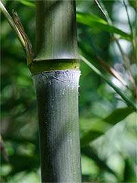 Tonkin-Shop - Phyllostachys atrovaginata - Phyllostachys atrovaginata - Detailansicht Halm nach dem Austrieb