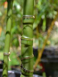 Tonkin-Shop - Phyllostachys aurea - Halmansicht Phyllostachys aurea mit den typischen Knoten