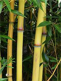 Tonkin-Shop - Phyllostachys aureosulcata Aureocaulis - Detail vom Bambushalm der Sorte Phyllostachys aureosulcata Aureocaulis