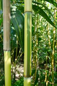 Tonkin-Shop - Phyllostachys aureosulcata Spectabilis - Detailansicht vom Bambus Halm - Phyllostachys aureosulcata Spectabilis