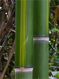 Tonkin-Shop - Phyllostachys vivax huangwenzhu - Halmzeichnung von der Bambussorte Phyllostachys vivax huangwenzhu